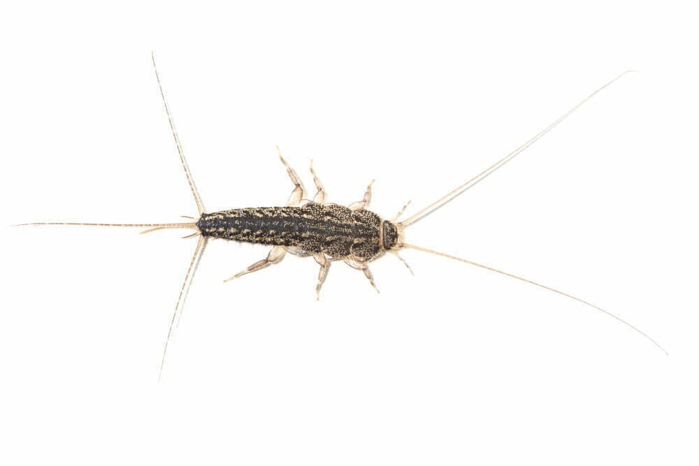 closeup photo of a silverfish