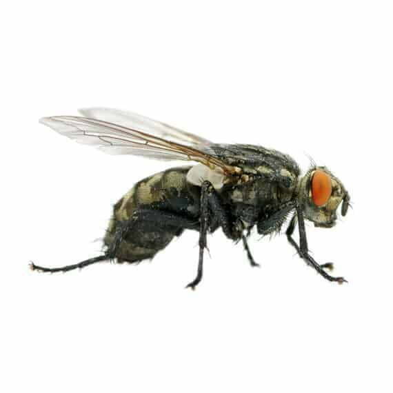 closeup photo of a housefly