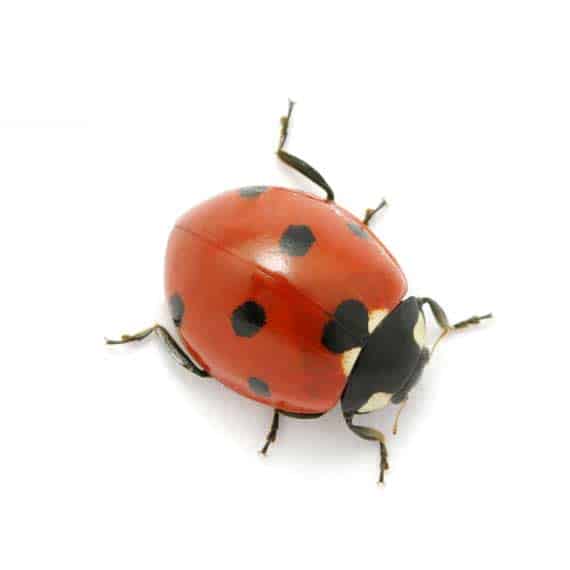 photo of a ladybug