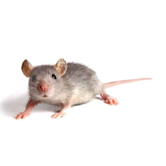 closeup photo of a mouse