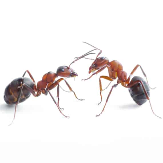 closeup photo of two ants
