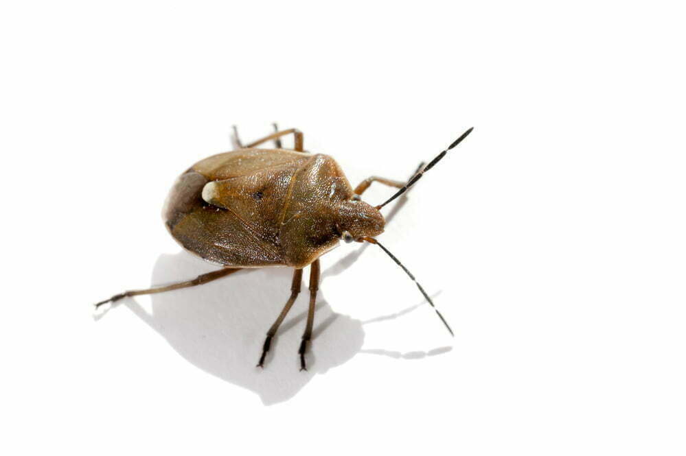 closeup photo of a bedbug