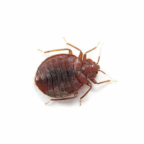 closeup photo of a bedbug