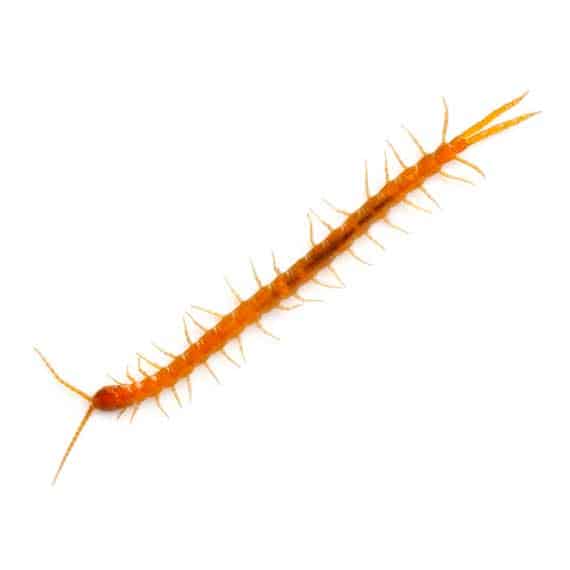 closeup photo of a centipede