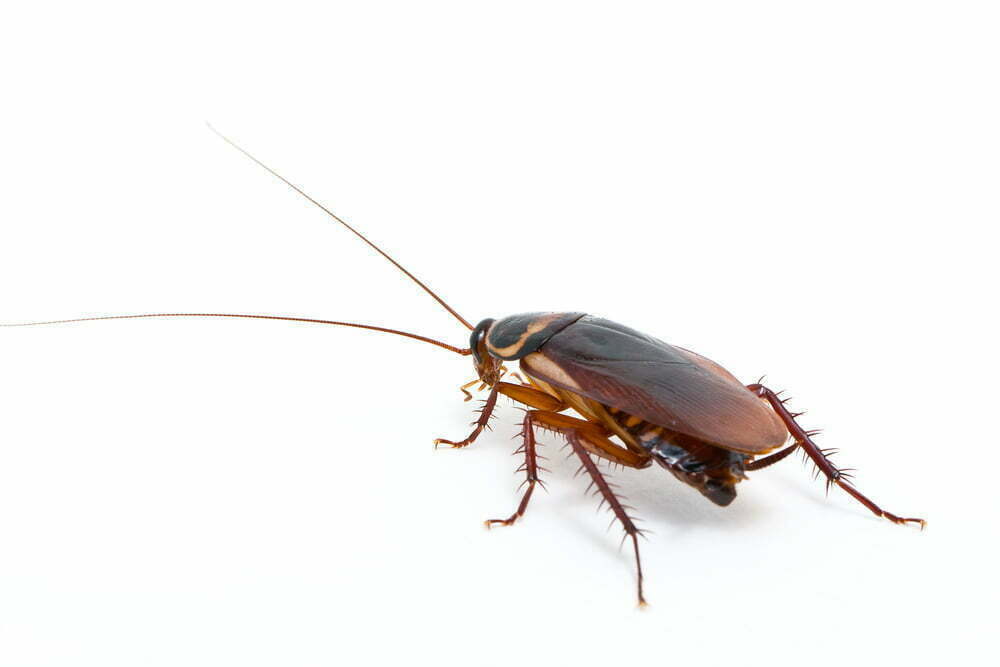 closeup photo of a cockroach