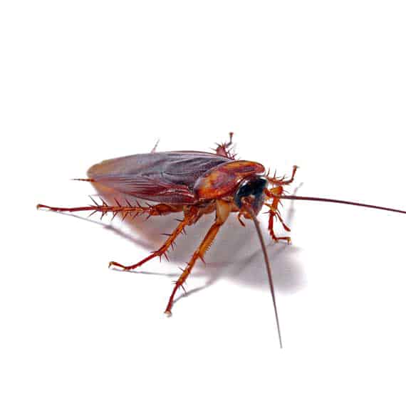 closeup photo of a cockroach