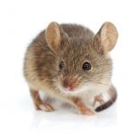 close up of a mouse