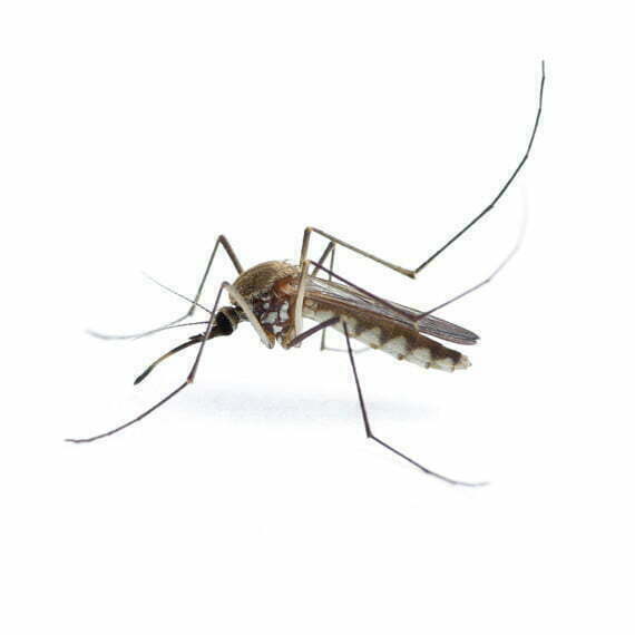 closeup photo of a mosquito