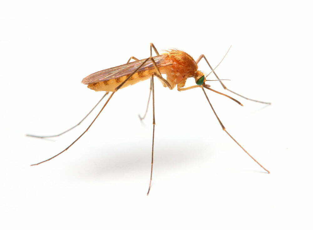 closeup photo of a mosquito