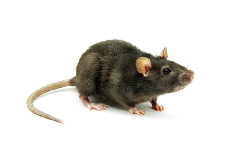 closeup photo of a mouse
