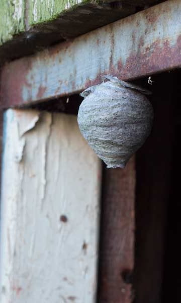 photo of a wasp's nest