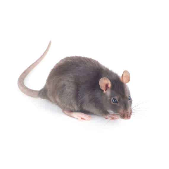 photo of a rat