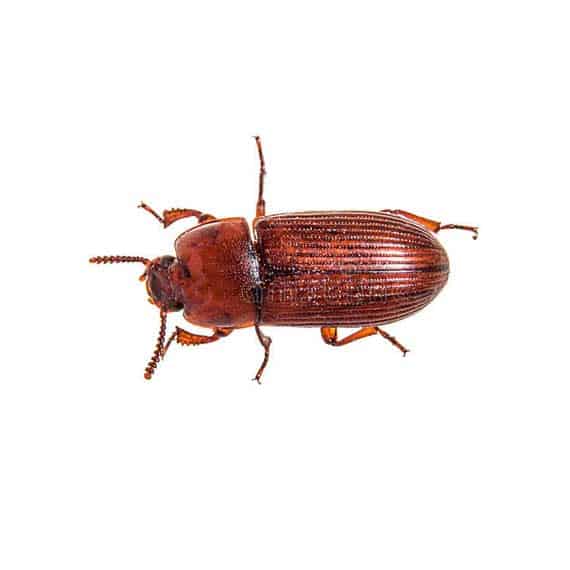 closeup photo of a beetle