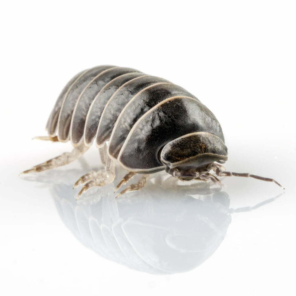 closeup photo of sow bug