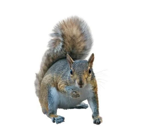 photo of a squirrel