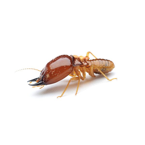 closeup photo of a termite
