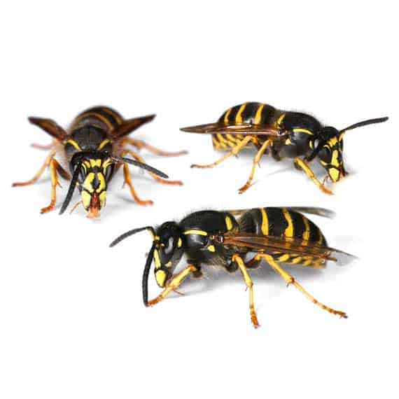 closeup photo of three wasps