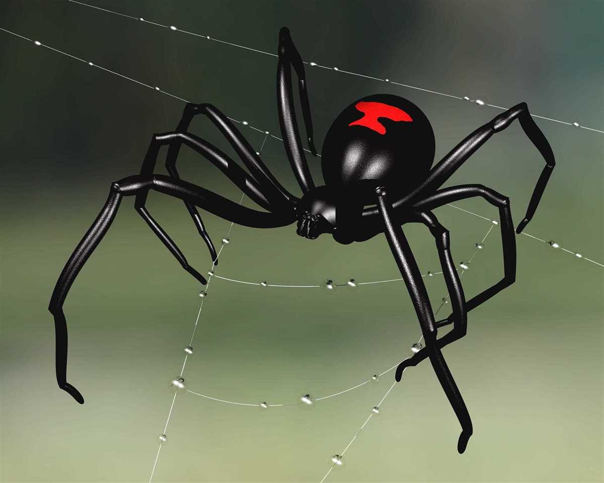 How To Control Black Widow Spiders Gilles Lambert Exterminator