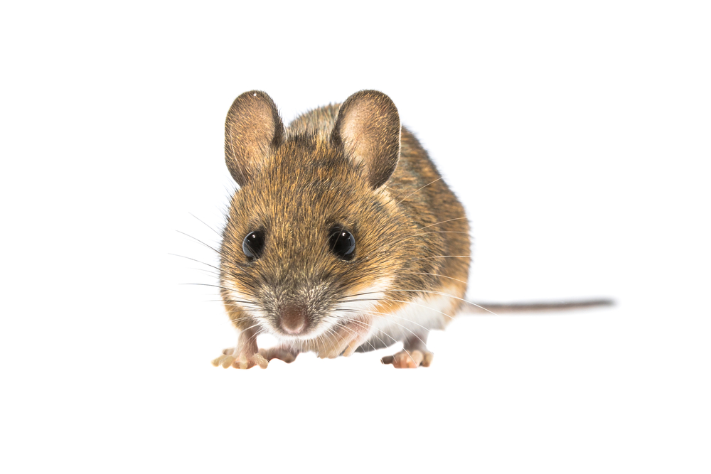 Looking mouse isolated on white background
