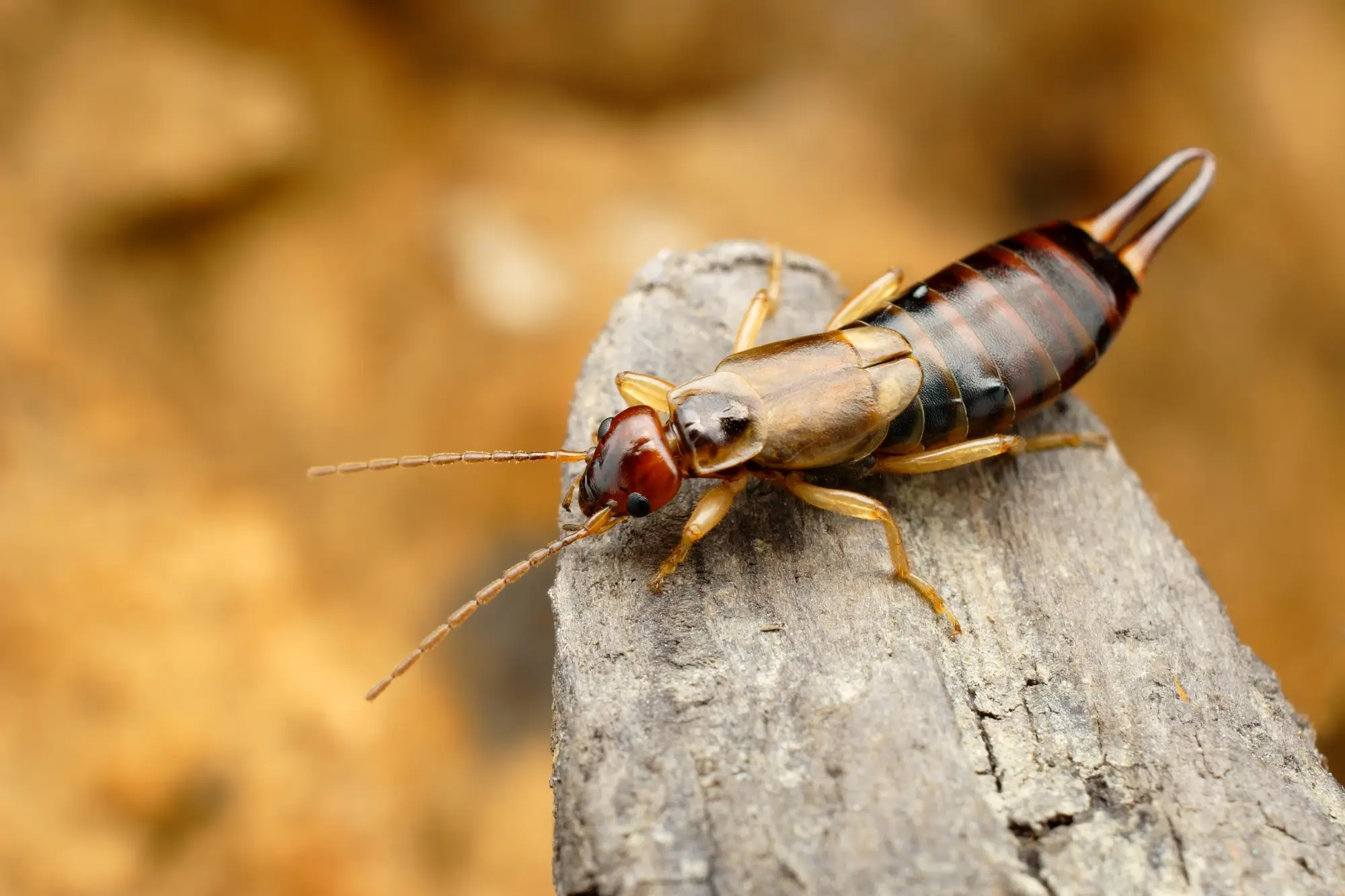 Earwig
