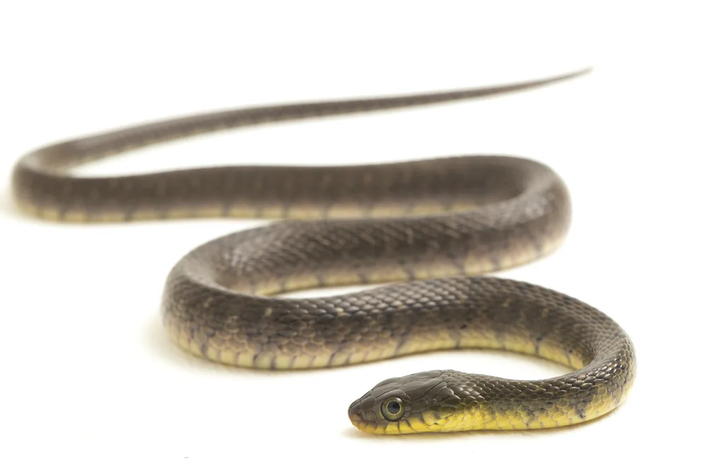 Garter Snake