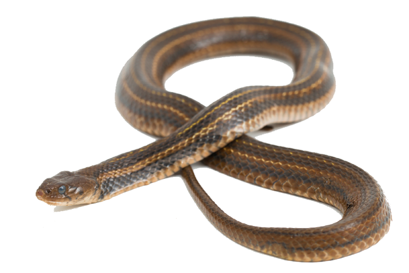Garter Snakes Removal