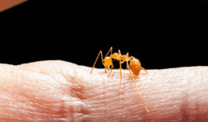 Ant biting finger.