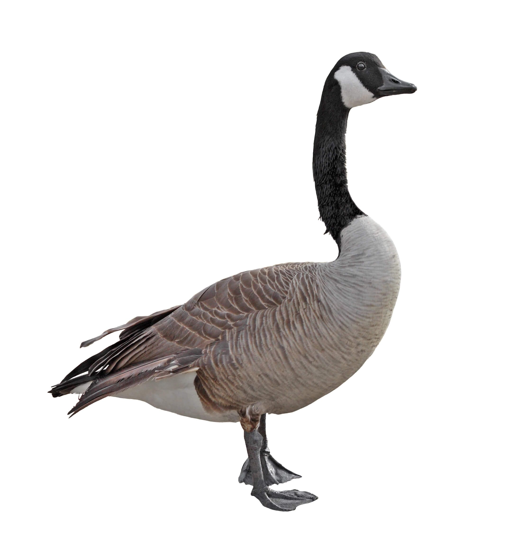 Canada Goose