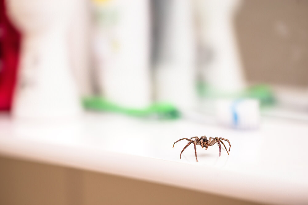 Spider crawling around during the Winnipeg summer.