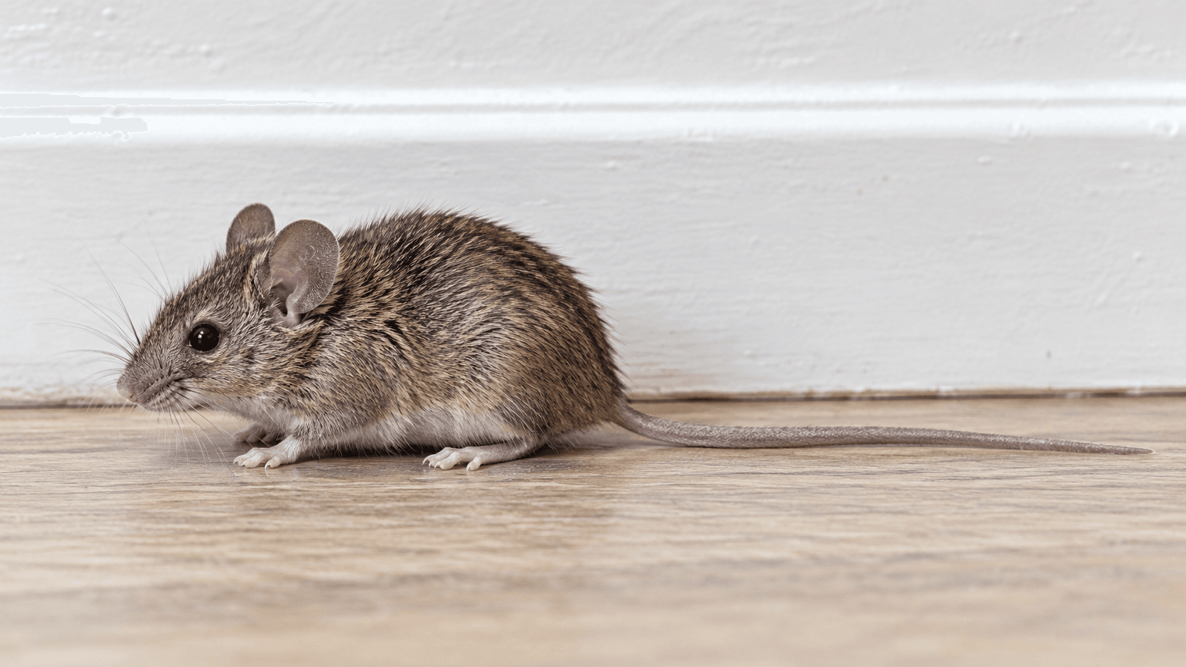 mouse in winnipeg